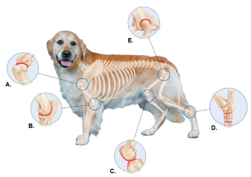 Воспаление суставов у собак