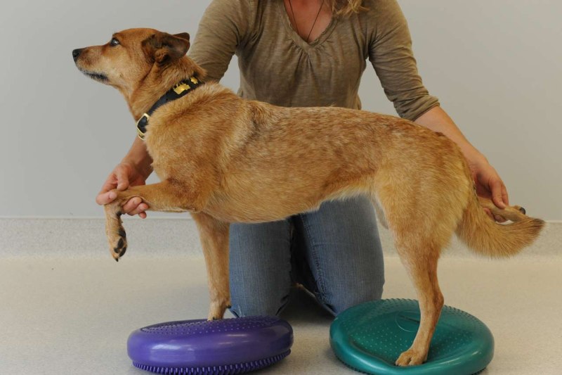 Опорно двигательный аппарат собаки