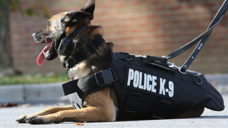 Малинуа Police к -9