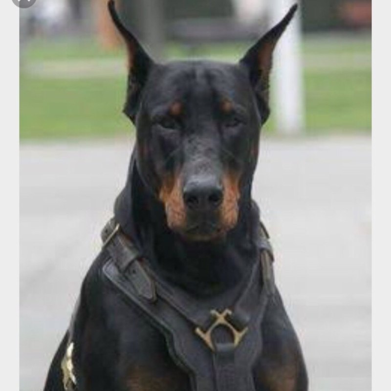 Доберман пинчер Police
