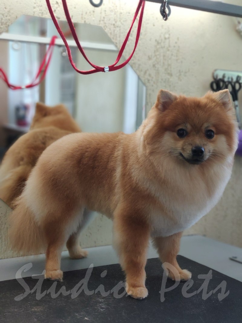 Средний шпиц стрижка