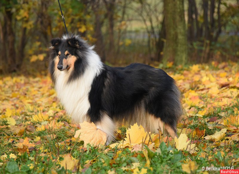 Колли собака щенок