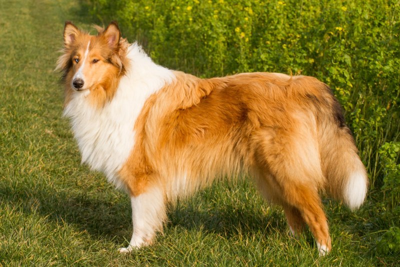 Шотландская колли