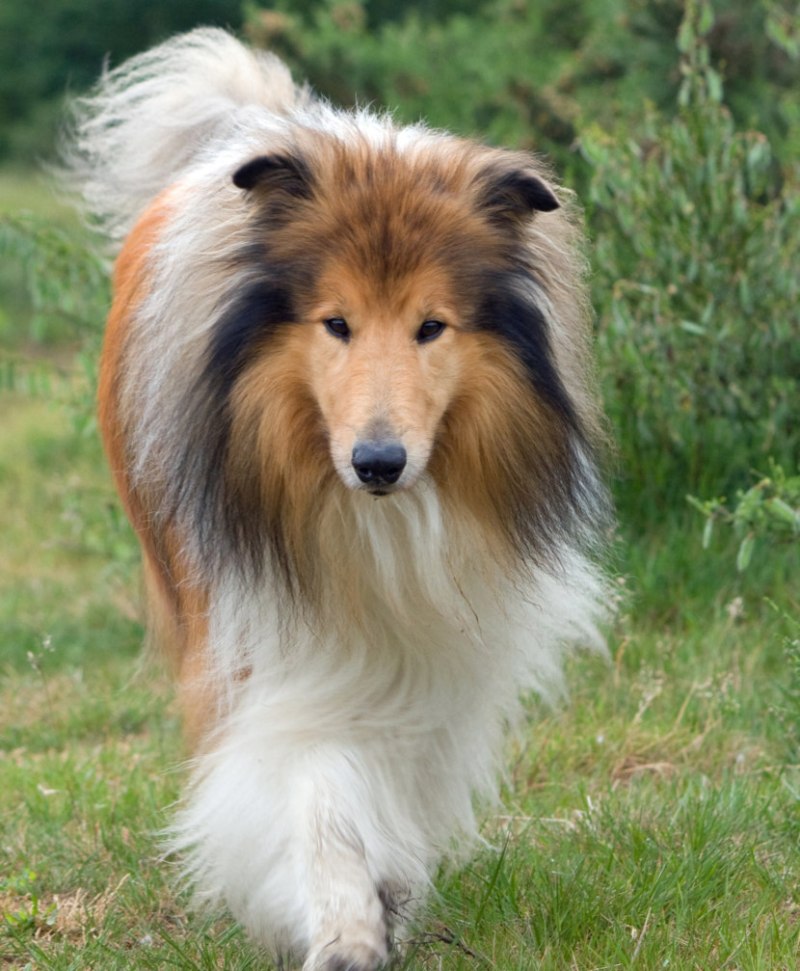 Шотландская колли