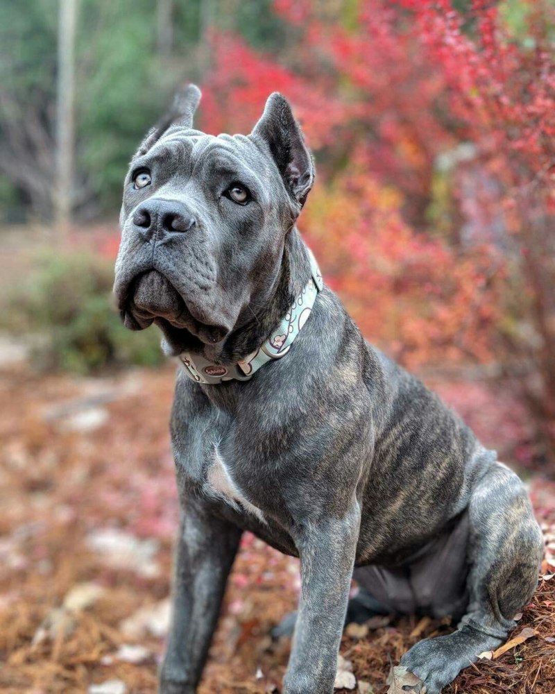 Кане Корсо (Cane Corso)