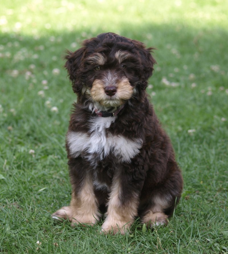 Aussiedoodle порода