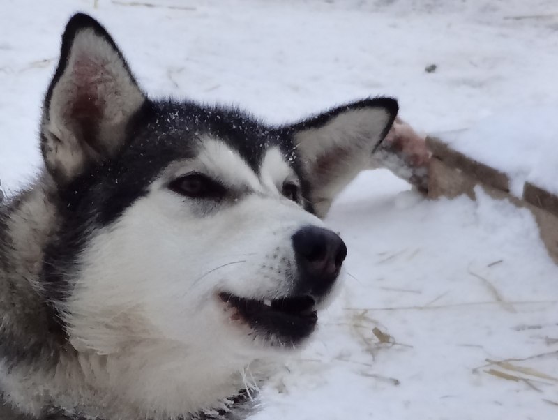 Осуждающий хаски