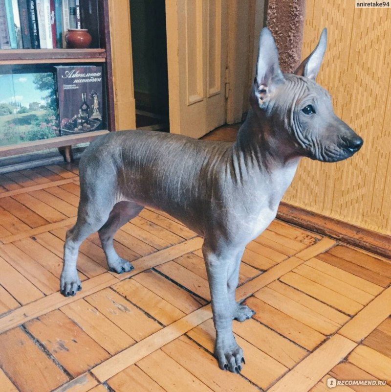 Ксолоитцкуинтли черный