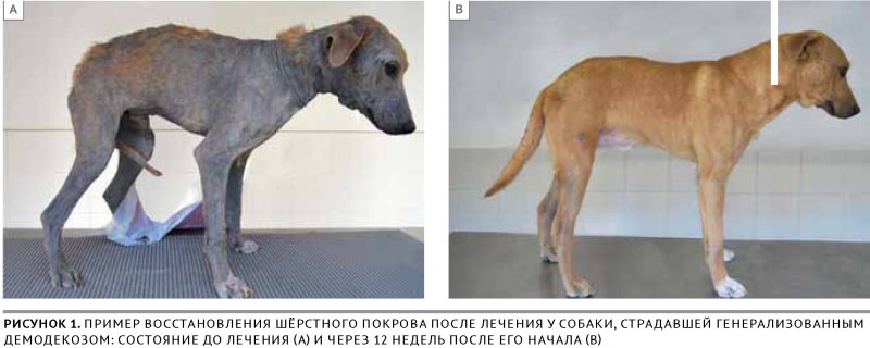 Кожная форма чумы у собак