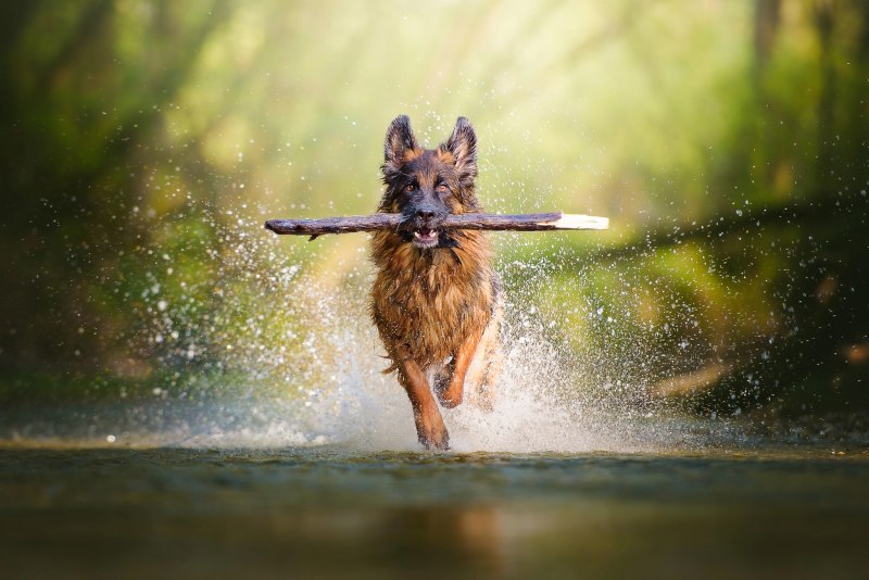 Собака бежит по воде