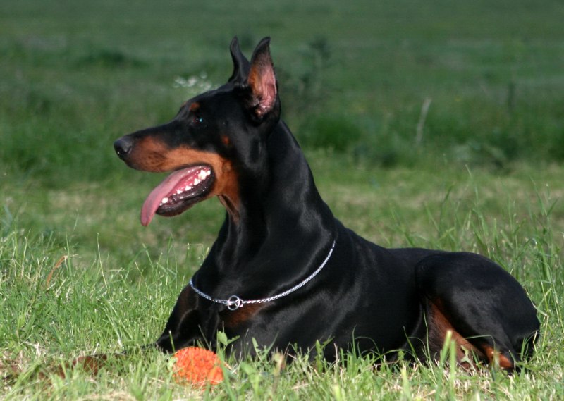 European Doberman