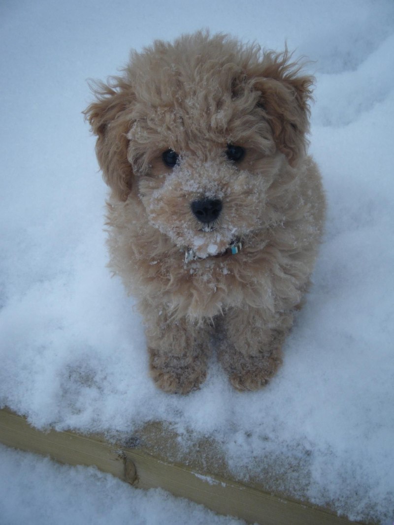 Teddy Poodle порода собак