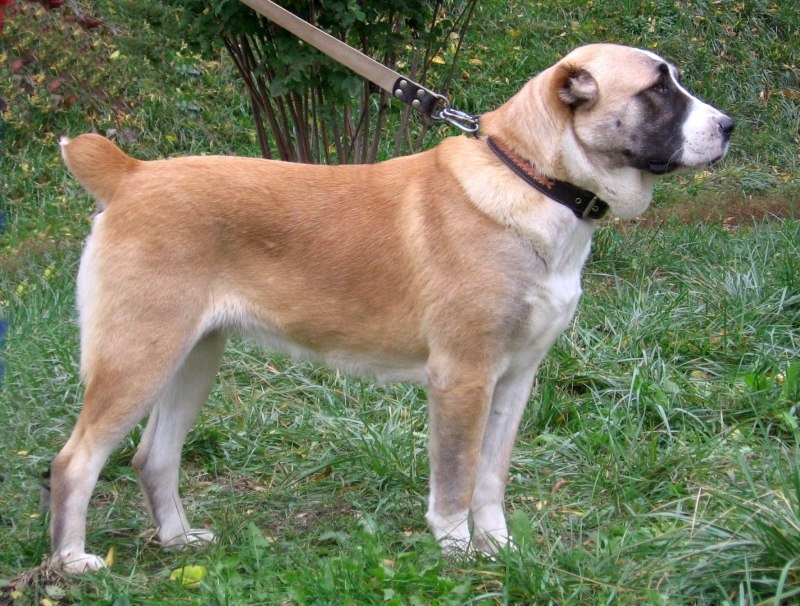 Азиатский алабай
