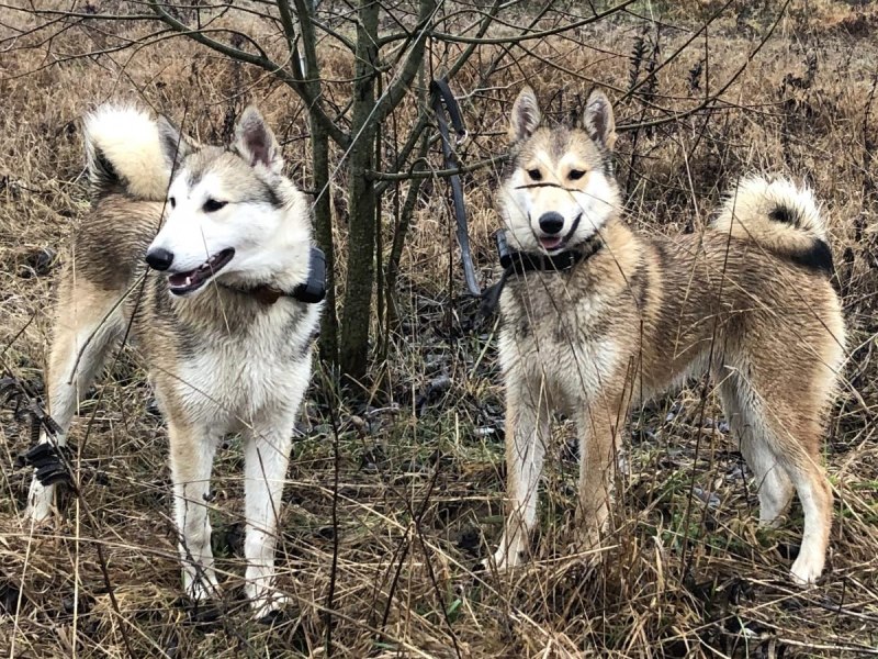 Западно Сибирская хаски щенок