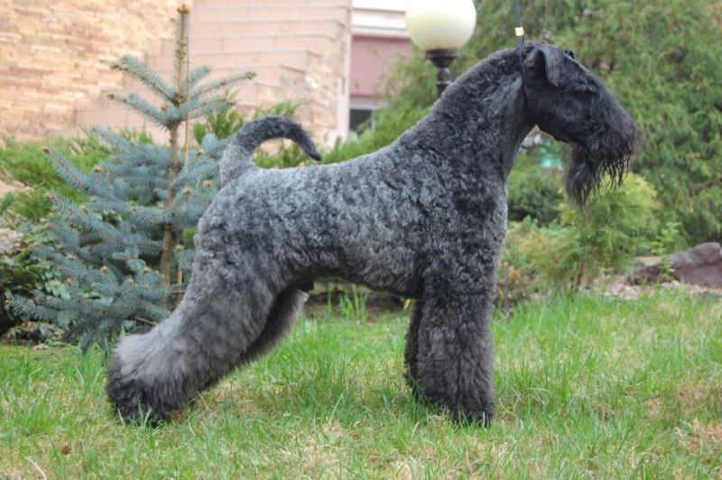 Фокстерьер (Fox Terrier)