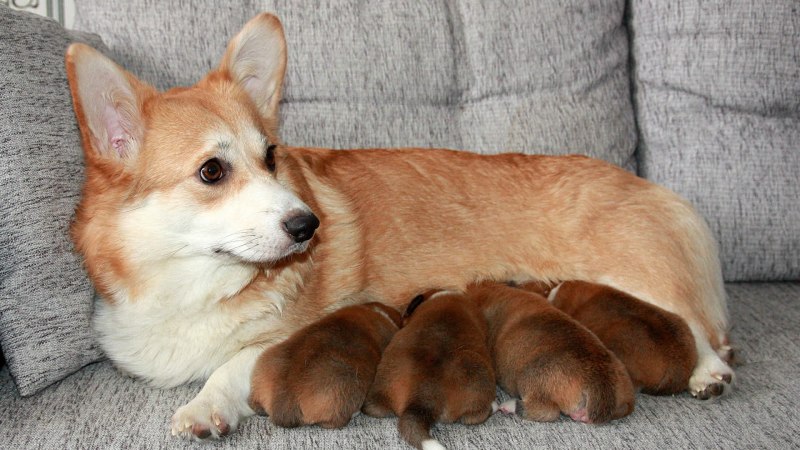 Вельш корги кардиган