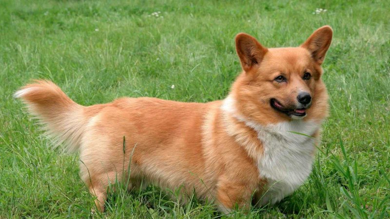 Корги пемброк фото