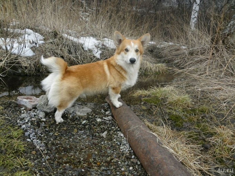 Вельш корги куцехвостый