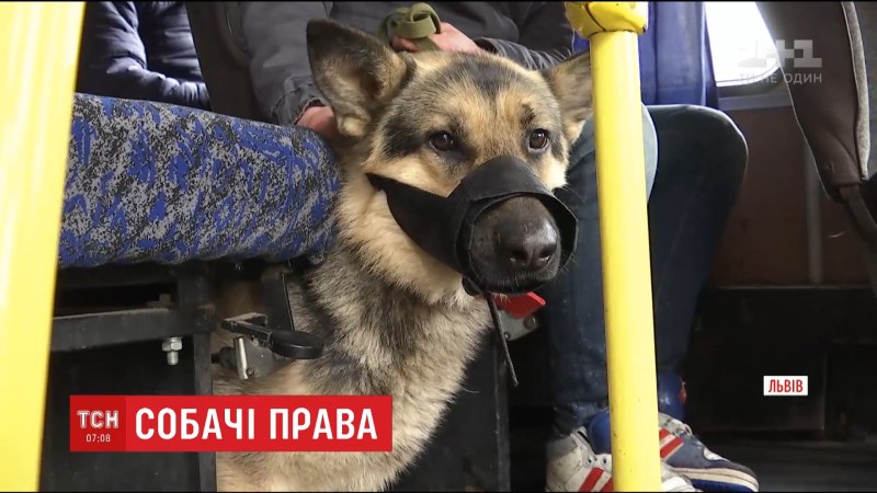 Перевоз собаки в транспорте