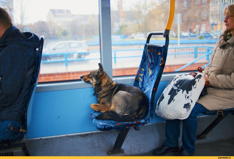 Собака в маршрутке