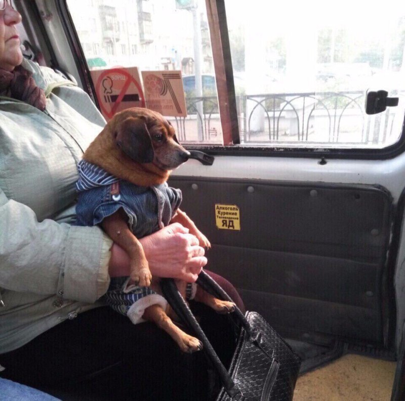 Смешные люди в автобусе