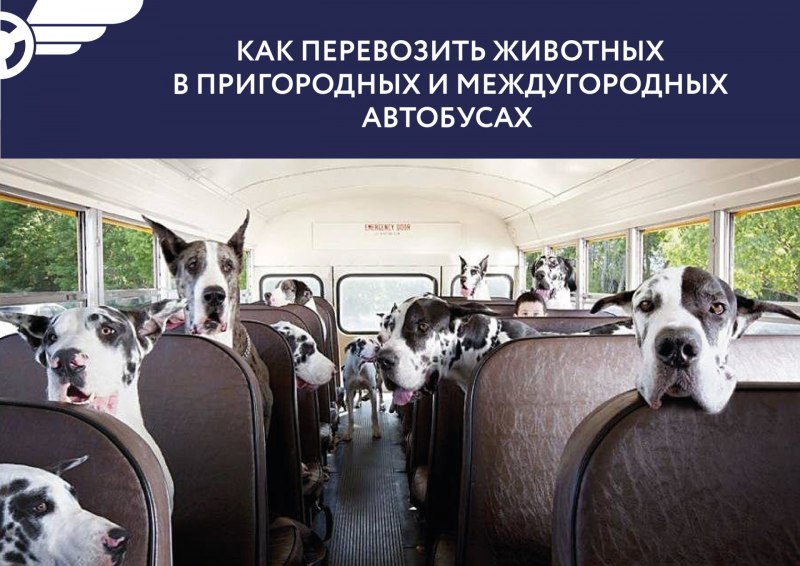 Провоз животных в автобусе