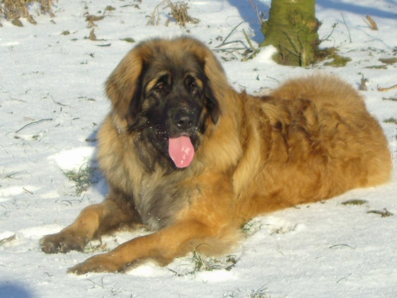 Зимний Леонбергер