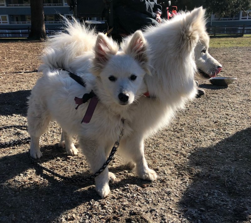 American Eskimo Dog щенок