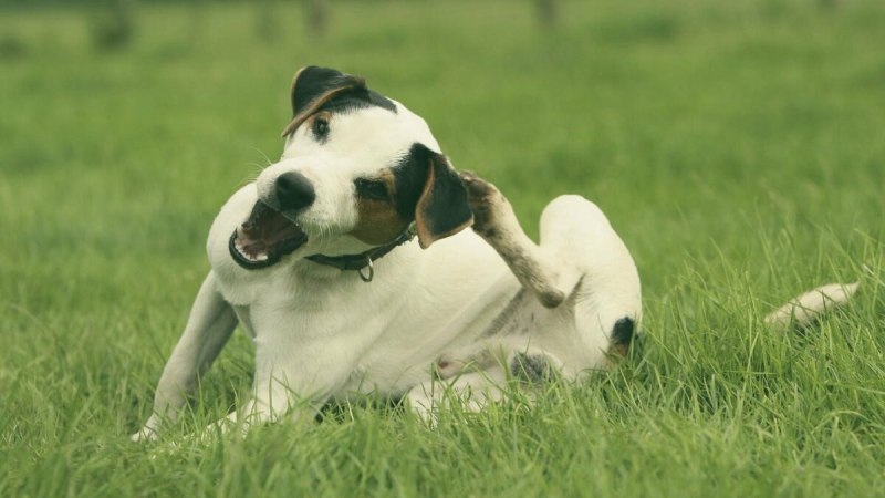 Витамины Canina Canhydrox gag Forte