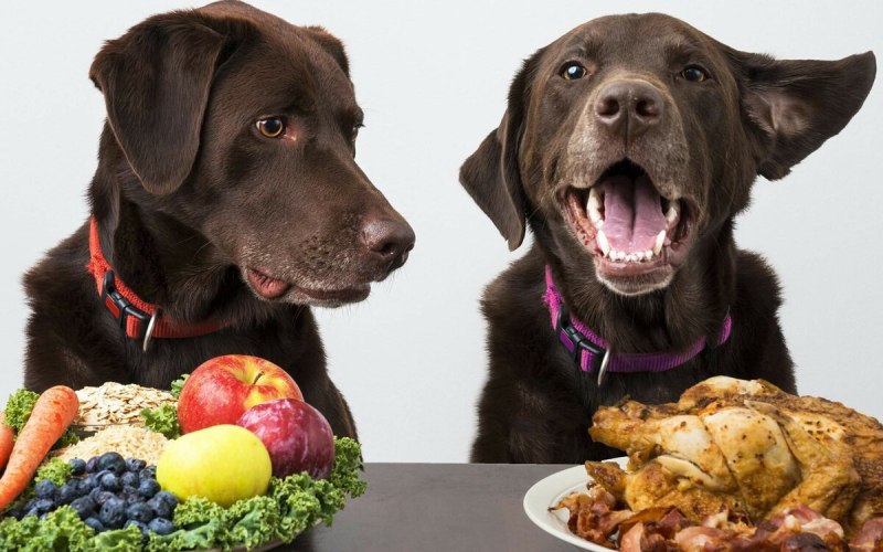 Chien root avec metre