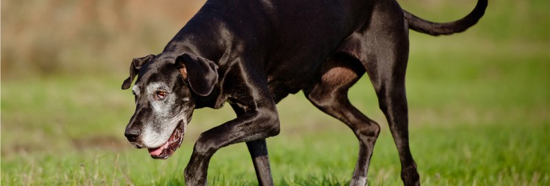 Canina petvital gag Forte