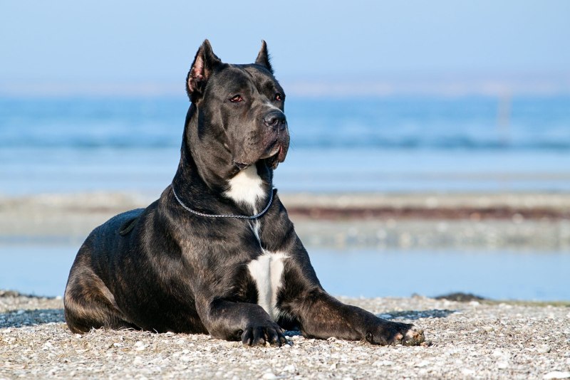 Кане Корсо (Cane Corso)
