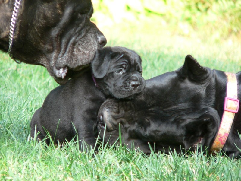 Кане Корсо (Cane Corso)