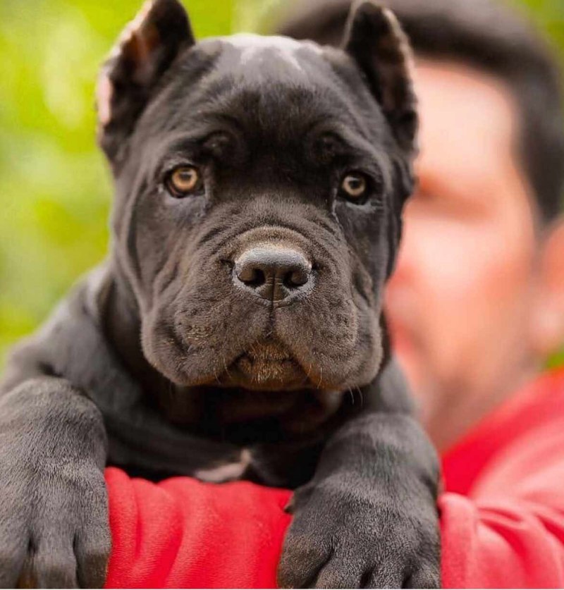 Cane Corso собака
