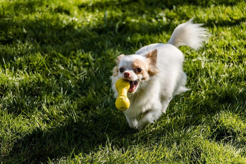 Чихуахуа Crufts