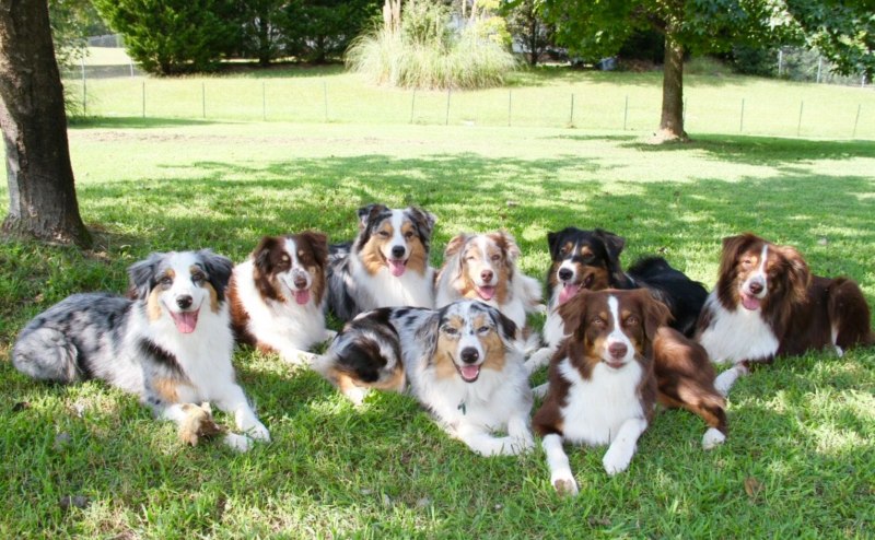 Gran Danes
