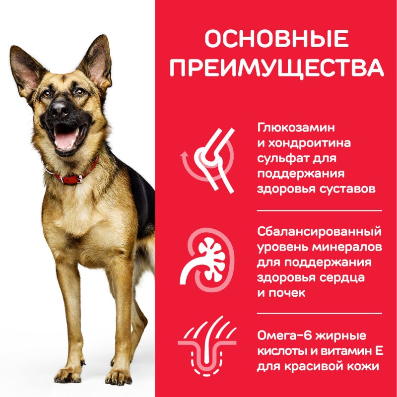 Мартин кокер спаниель