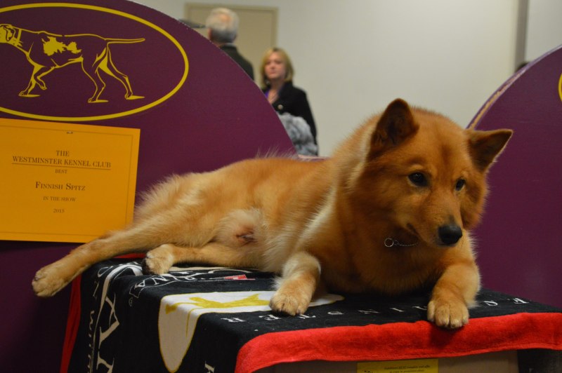 Финский шпиц / Finnish Spitz (49)