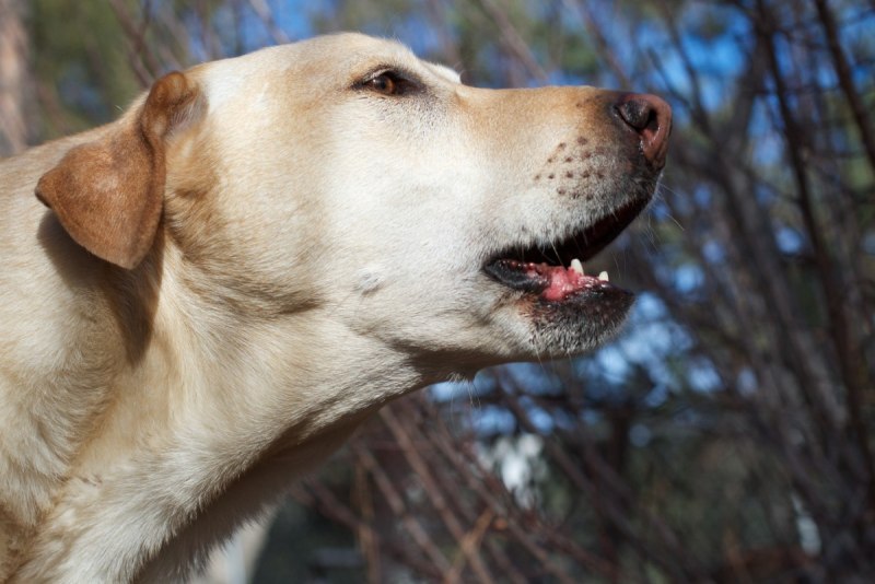 Bark Bark собака