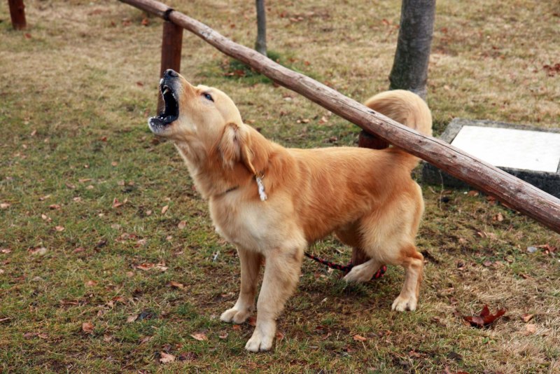 Брешешь собака