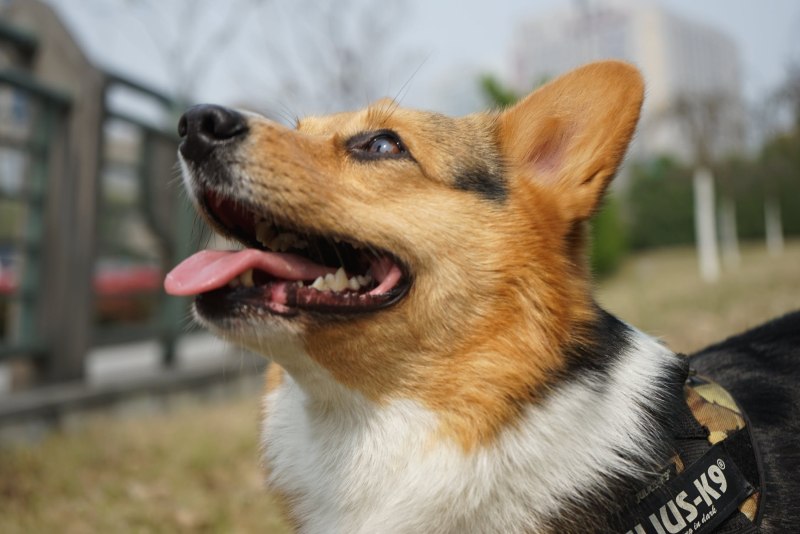 Corgi German Shepherd
