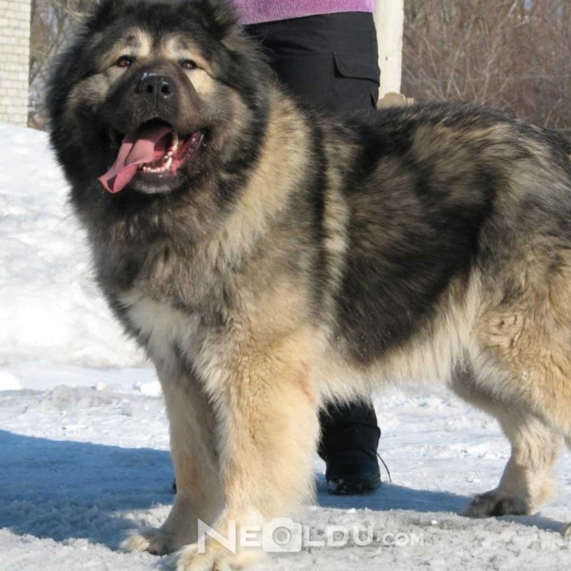 Кавказская овчарка среднешерстная