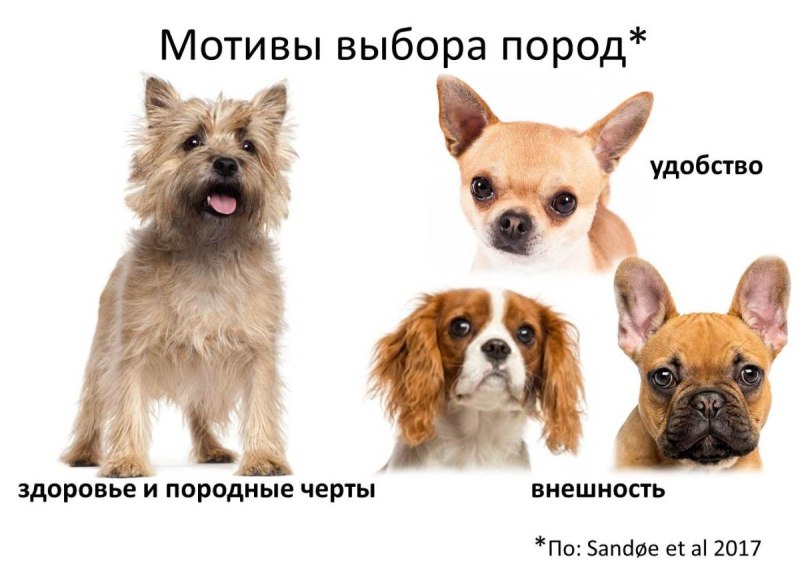 Породы собак в таблице
