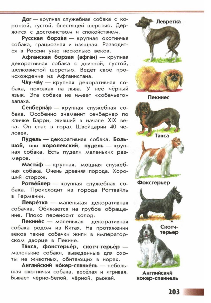 Порода собак Розенштраух