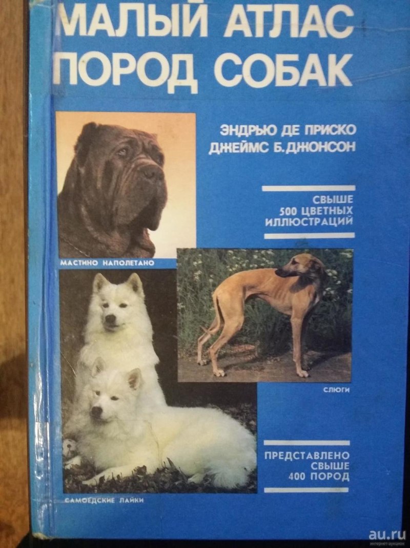 Русско Сибирская лайка