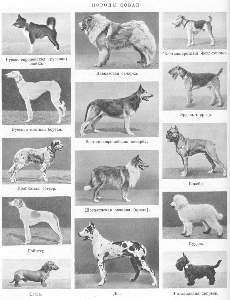 Таблица происхождения пород собак