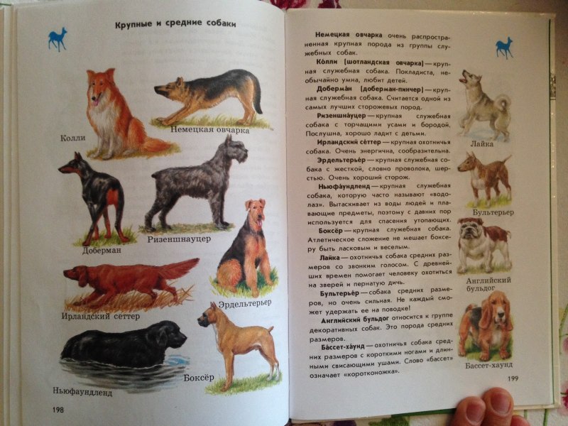 Атлас определитель от земли до неба породы собак