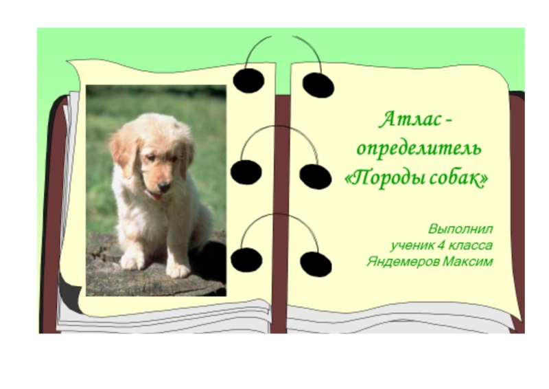 Далматинец дог Королевский