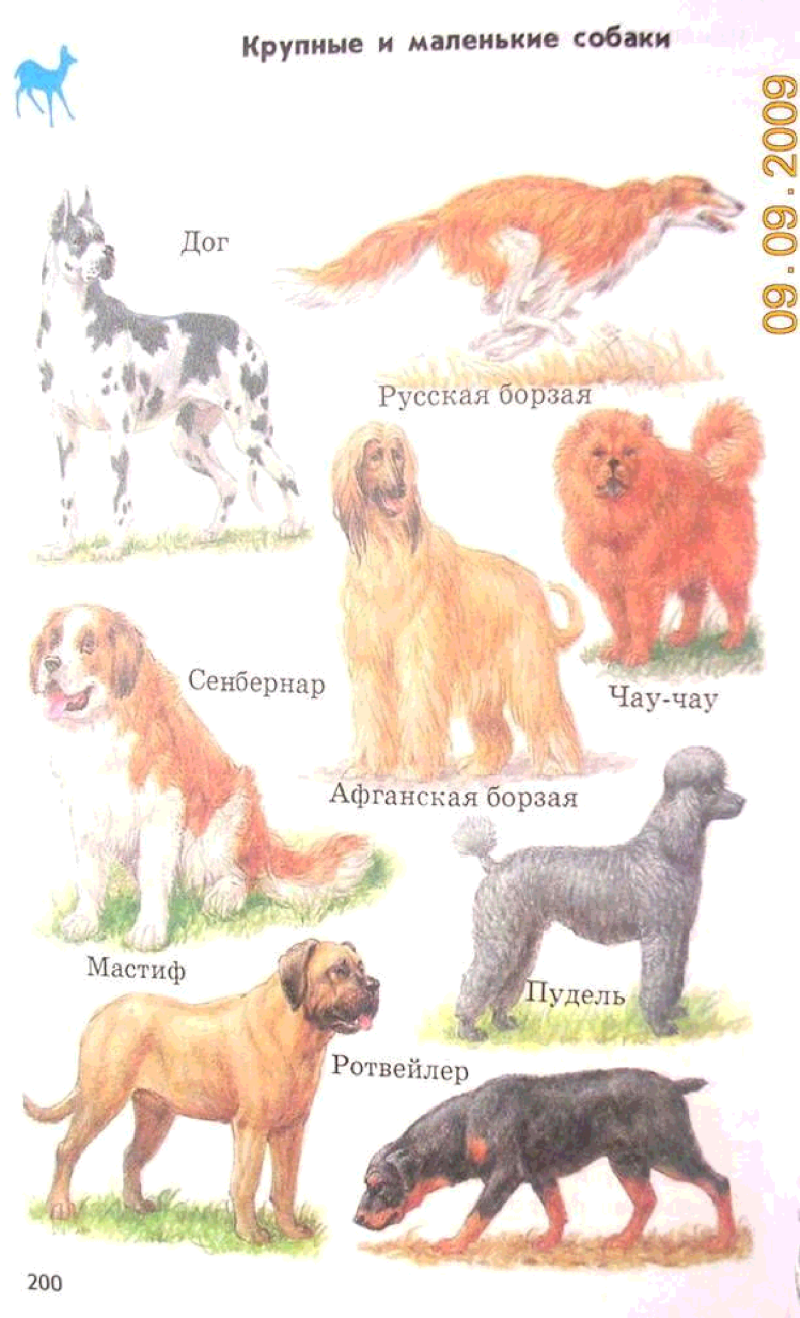 Разнообразие пород собак