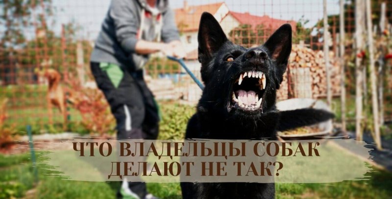 Собака лает на кошку